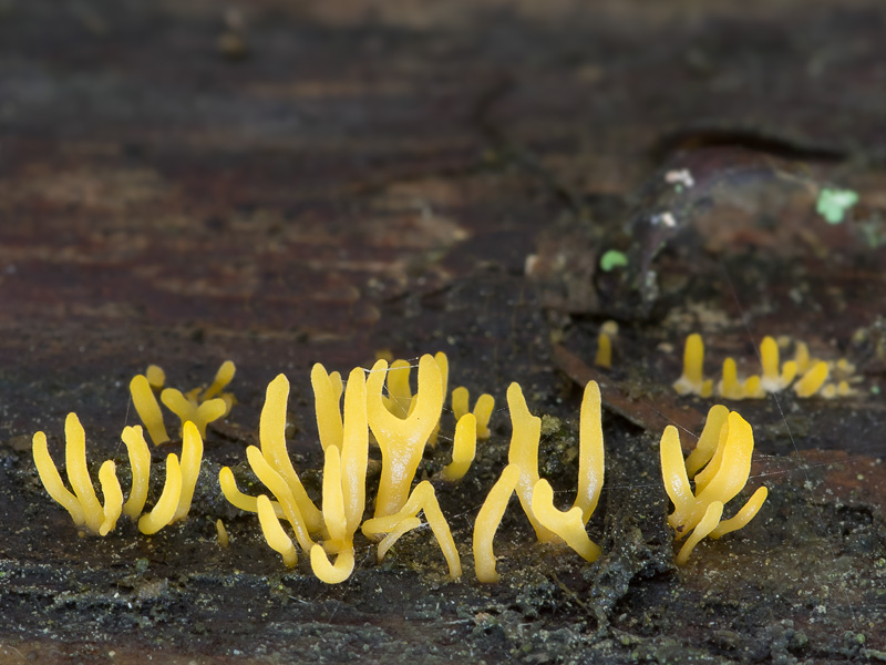 Calocera furcata